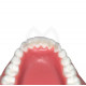 EverStick Ortho